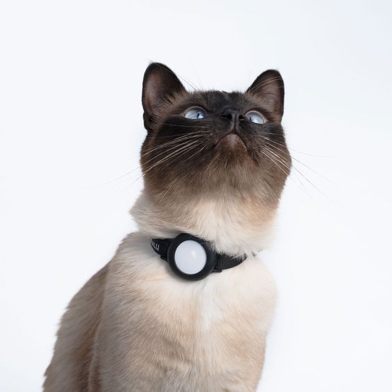 Comment savoir si le collier GPS pour chat est étanche ?插图1